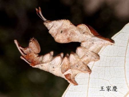 龍眼蟻舟蛾|弓紋蟻舟蛾 Stauropus alternus